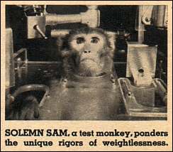 Solemn Sam, a monkey locked into a harness